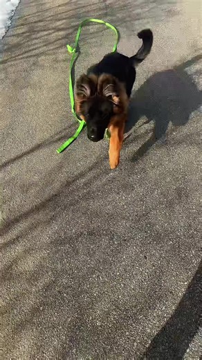 Training for Canine Good Citizen Test with a German Shepherd