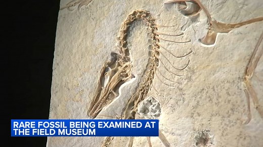 Field Museum unveils one of science's most important dinosaur fossils: Archaeopteryx