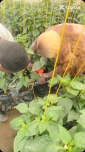 **“Je ne voyais dans l’eau de mes poissons qu’une chose à changer et à jeter dans les égouts. Mais grâce à cette journée, ma vision a complètement changé. J’ai découvert que cette eau, que je considérais comme un simple déchet, peut devenir une véritable source de revenus – pas seulement pour moi, mais pour tout pisciculteur ! Elle peut nourrir la terre, faire pousser de beaux légumes, et rapporter gros. D’ailleurs, vous pouvez déjà profiter du fruit de cette découverte : le kilo de poivrons rou