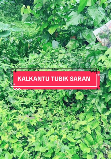 📌 **KELKATU: APA HUBUNGANNYA DENGAN RATU ANAI-ANAI?** Pernahkah tuan/puan terlihat kelkatu keluar berterbangan selepas hujan, terutamanya waktu malam? Ramai anggap ia serangga biasa, tapi sebenarnya **kelkatu adalah anai-anai bersayap** — dan mereka memainkan peranan penting dalam pembentukan koloni baru. Berikut adalah sedikit perkongsian mengenai **kitaran hidup kelkatu dan kaitannya dengan ratu anai-anai**: 🔄 **Kitaran Hidup Anai-anai:** 1. **Telur** – Dihasilkan oleh ratu. 2. **Nimfa** – A