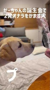 かーちゃんの誕生会で2発オナラをかます犬★#shorts #labradorretriever #ラブラドールレトリバー #可愛い #癒し #おなら #誕生日 #びっくり #おもしろ