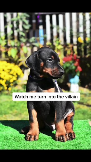 21K views · 595 reactions | Best villain glow up goes to what breed? #doberman #dogs #glowup #villain #transition #protectiondog #trending #reels | Celine Tails | Facebook