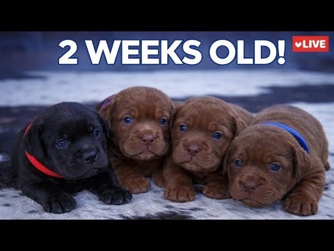 2 Week Old Labrador Puppies 🐶 | Live Weigh-In & Chunky Monkey Report!