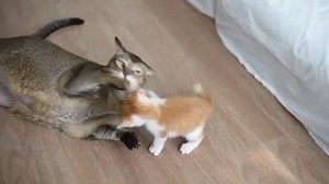 20K views · 627 reactions | Little kitty :: Big cat | Humour pics | Facebook