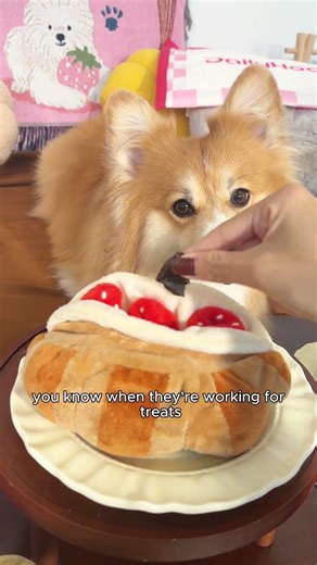 POV: You finally found the "Silence" button 🤫🐶