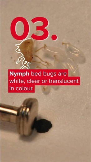 What do bed bugs look like? And other facts about bed bugs