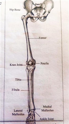 #Anatomy of the Human Lower Limb Skeleton