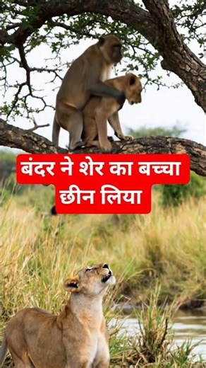 बबून ने शेरनी का बच्चा चुरा लिया… फिर माँ ने किया खतरनाक हमला! 🔥| lioness vs baboon,