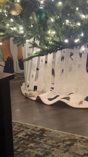 Cats and Christmas Trees: A Holiday Cat Adventure