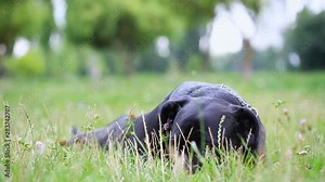 Black Cane Corso plays in the field. Cane Corso in a playful mood