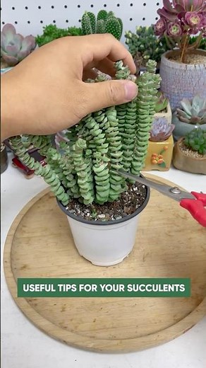 How to Propagate Succulents for Beginners (Easy Guide) 🌵