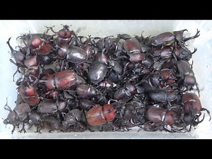 How to catch an infinite number of rhinoceros beetles [Overfishing]