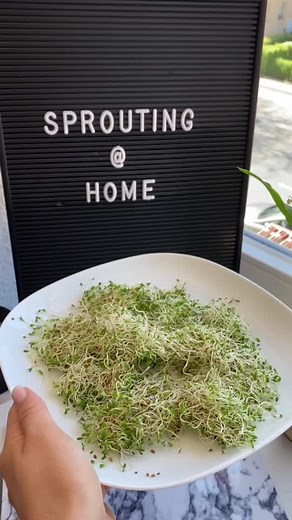 How to Grow Sprouts at Home: Kitchen Hacks