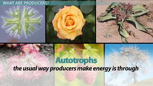 Producers in Biology | Definition, Types & Examples