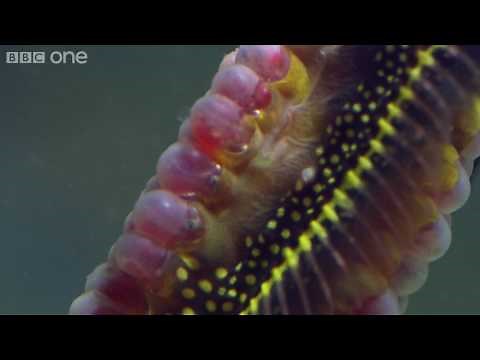 Life - Weedy seadragons dance into the night - BBC