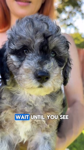 352 reactions · 20 comments | Alani - Mini F1b Bernedoodle girl  #bernedoodlepuppy #bernedoodle #merlebernedoodle #f1bbernedoodle | Bernedoodles and Co California | Facebook