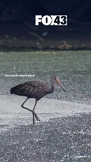 Birdwatchers in Pennsylvania were ecstatic to catch a glimpse of the limpkin, a rare tropical bird usually found in the southern parts of the United States. | WPMT FOX43