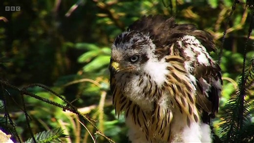 Springwatch - 2023 Episode 10