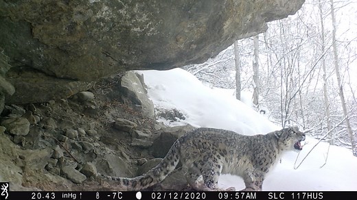 Snow leopard calling ( Footage copyright: BWCDO/Snow Leopard Conservancy)