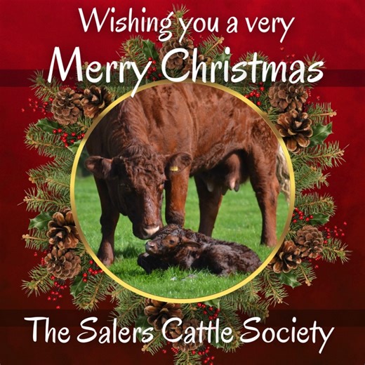 🎄 Christmas Greetings from the Salers Cattle Society of the UK 🎄 As we come to the end of another busy and successful year, we’d like to extend our heartfelt thanks to all our members, families, breeders, and supporters across the UK. Wishing you and your loved ones a very Merry Christmas and a happy, healthy, and prosperous New Year. 🎅 The office will re-open at 9am on Monday 12 January 2026.🥳 #salers | Salers Cattle Society UK