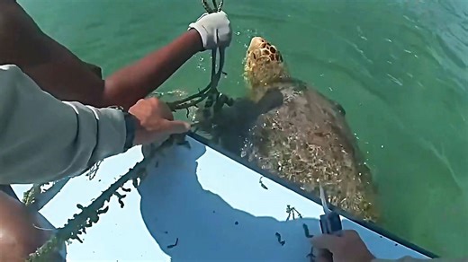 Florida deputies rescue sea turtle trapped on crab line during holiday weekend