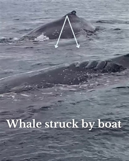 2.9K views · 72 reactions | Pacific Whale Foundation on Reels | Facebook