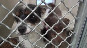 5.8K views · 442 reactions | BOTH SAFE! These two cuties are...