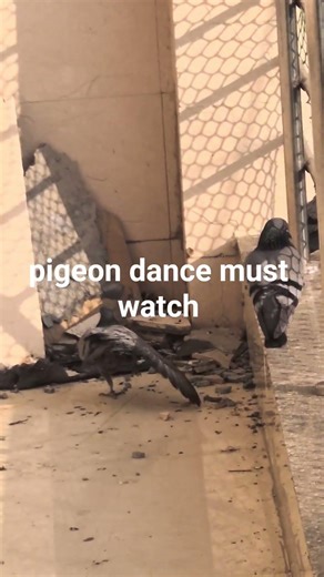 pigeon dance must watch