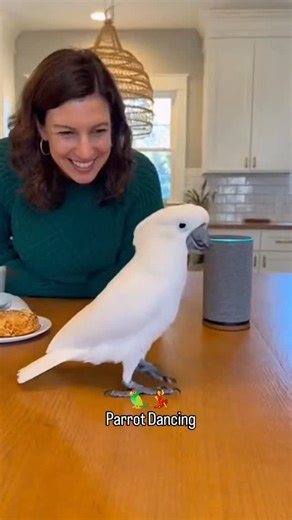 🦜💃 Parrot Dancing Tiny feet, big rhythm! This parrot turns every beat into pure fun. 😂🎶 #DancingParrot #FunnyParrot #PetDance #CuteBirds #AnimalFun | Epicreading.co.uk