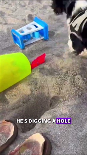 Muffins First Beach Day Before We Got His Brother Socks!