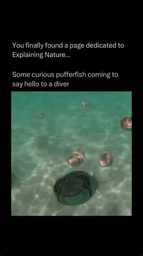 Explaining Nature on Instagram: "The pufferfish, also called a blowfish, is famous for its ability to inflate its body like a balloon when threatened. It does this by quickly gulping water (or air if out of water), swelling to several times its normal size to scare off predators. Many species also carry tetrodotoxin, a powerful neurotoxin that makes them extremely poisonous—deadly enough to kill predators (and humans) if eaten. Despite this, in some countries like Japan, specially trained chefs 