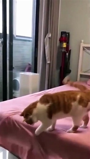 Funniest Cat And Dogs | Funny Animal Videos 2023