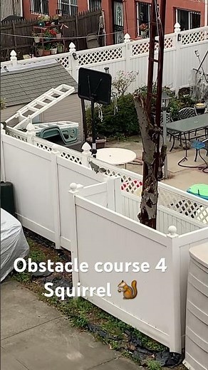 Obstacle course for Squirrels!! Easy Breezy