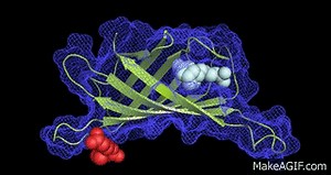 Molecular Docking on Make a GIF