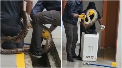Massive python fished from Teck Whye Lane drain (Video) | Coconuts