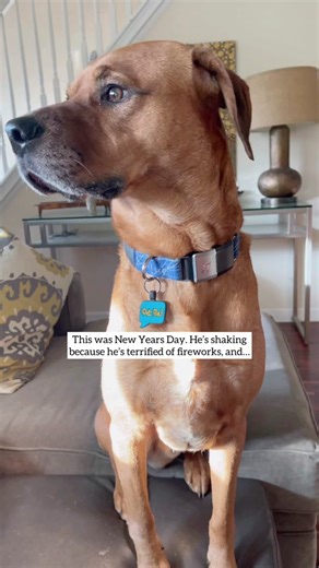 Dog's Safe Space: Boomie Roomie for Fireworks Fear