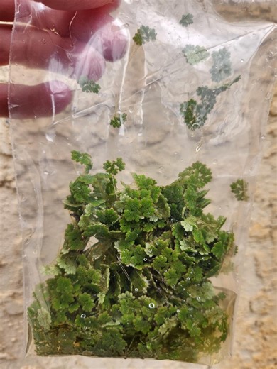 100  Fairy Moss (azolla Filiculoides) - Live Floating Pond and Aquarium Plant for Beginners - Etsy