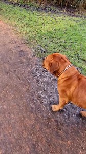 No my type | Boerboel Blade