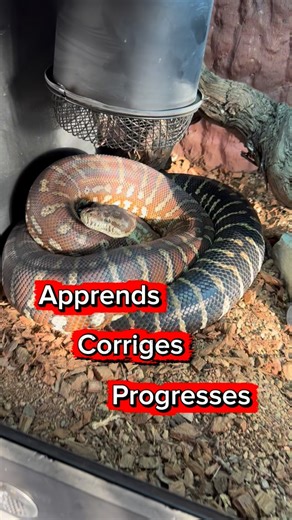 La maison reptiles | Terrariophile 🐍 on Instagram: "MORSURE DE SERPENT ❌ 👉 À ton avis, où est l’erreur ? Cette morsure aurait pu être évitée. Dans cette vidéo, je t’explique exactement ce qui a provoqué cette situation, et surtout comment ne jamais la reproduire avec ton serpent 🐍 ⚠️ Beaucoup de détenteurs font cette erreur sans même s’en rendre compte… jusqu’au jour où ça arrive. 📢 Partage cette vidéo à tous ceux qui ont des serpents Tu peux littéralement éviter une morsure à quelqu’un. 👇 