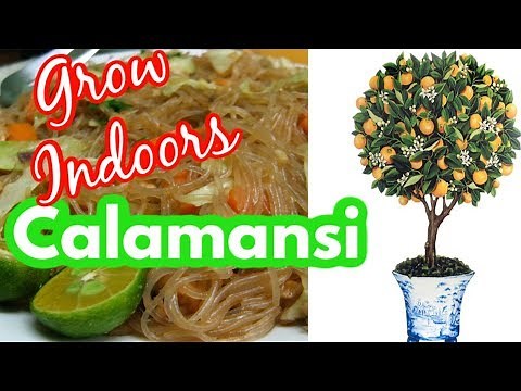Growing Calamansi Indoors | Hydroponic DWC Citrus