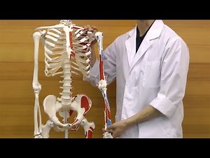 筋の起始・停止部が着色された全身骨格模型│A11