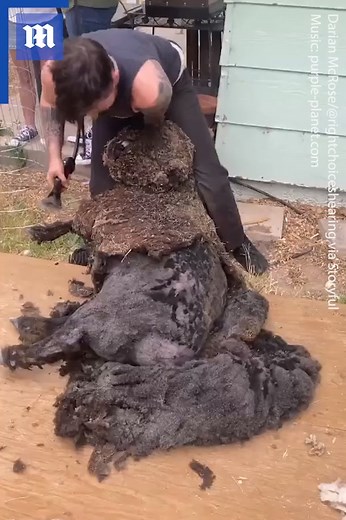 This sheep is going to feel so much better after that fresh cut! Via storyful | Daily Mail Video