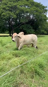 Turkana 607/6 son making a statement at Finca Magayon in Costa Rica. 🇨🇷 | Heritage Cattle Co.
