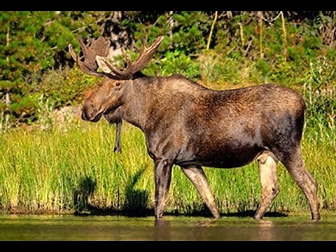 Elgjakt - Unbelivable Moose Hunting Norway (co-op with @jegerkameratene )