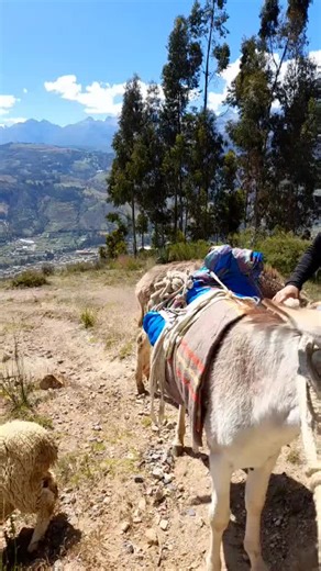 Donkey Riding Adventure in Beautiful Mountainous Landscape