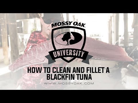 How to Clean and Fillet a Blackfin Tuna