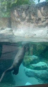 21K views · 429 reactions | Jacksonville Zoo and Botanical Gardens on Reels | Facebook