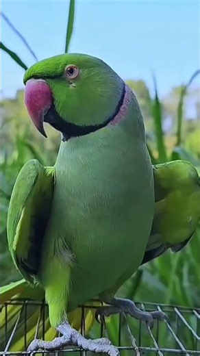green parrot sound natural voice bird ripu sound my🦜🦜🦜🐦🐦 baby #birdfreaks #birdsinging #nightparrot