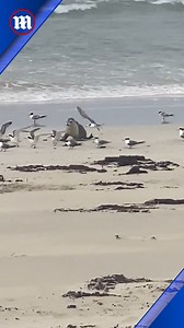 15K views · 2.8K reactions | This sea lion pup wants to make new friends! 梁 | Daily Mail Video | Facebook