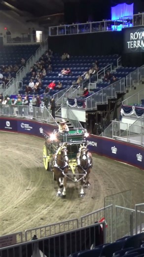 Belgian Two Horse Hitch at The Royal Horse Show #1 #shorts